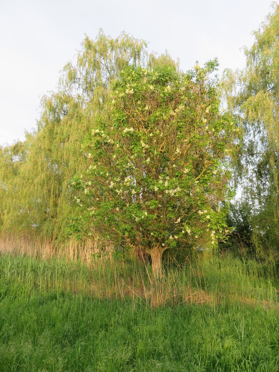 Blühende Manna-Esche mit weißen Blütenrispen